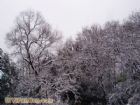 南京連日雪紛紛