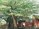 福嚴寺