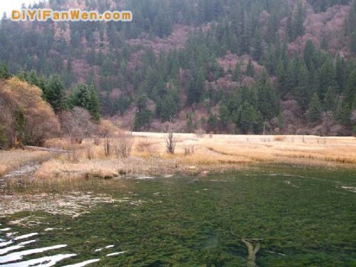 四川箭竹海圖片