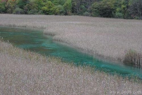 四川蘆葦海圖片