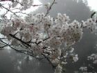 阿里山櫻花