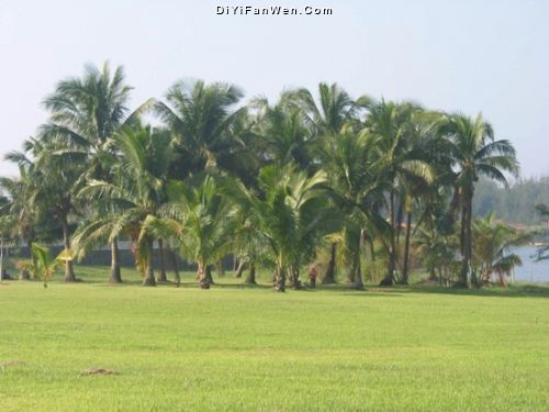 椰子大觀園圖片