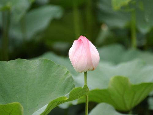 荷葉亭圖片