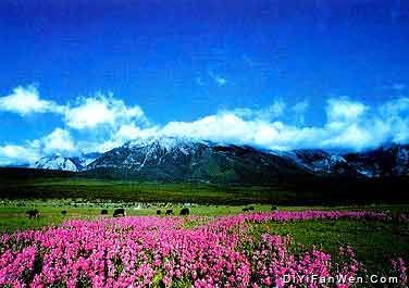 甘海子圖片