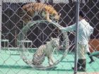 上海野生動物園