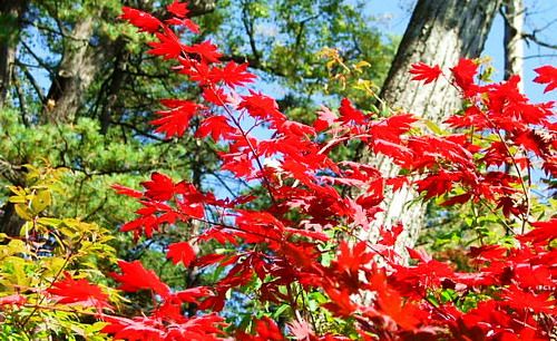 吉林蛟河紅葉谷圖片