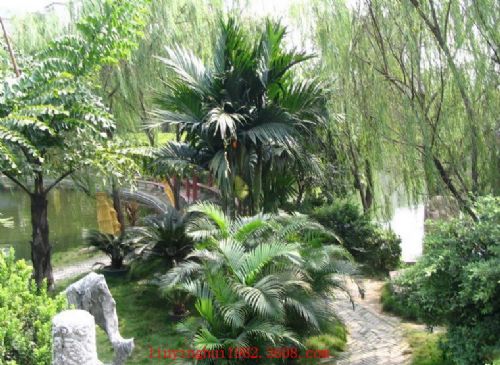 東莞可園圖片