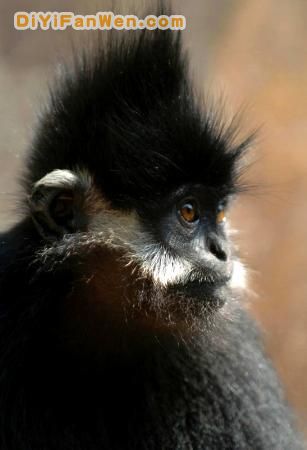 野鍾黑葉猴自然保護區圖片