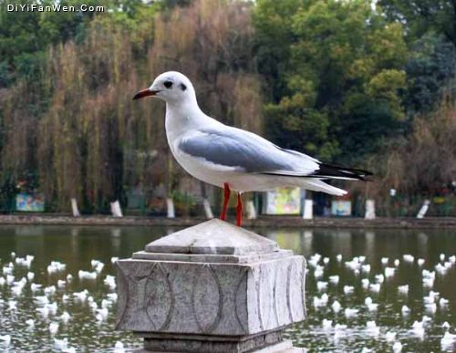 行走江湖昆明掠影圖片