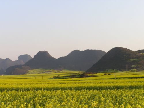 雲南羅平油菜花圖片