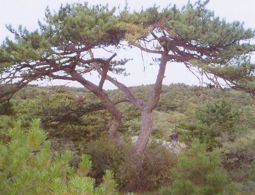 平定冠山森林公園圖片
