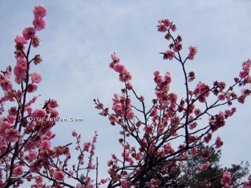 桃花源風景圖片