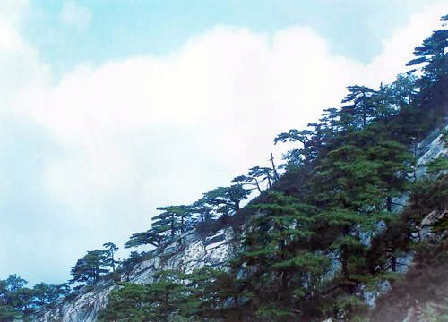 湖北薄刀峰圖片