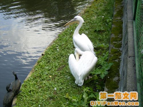 莫斯科動物園圖片