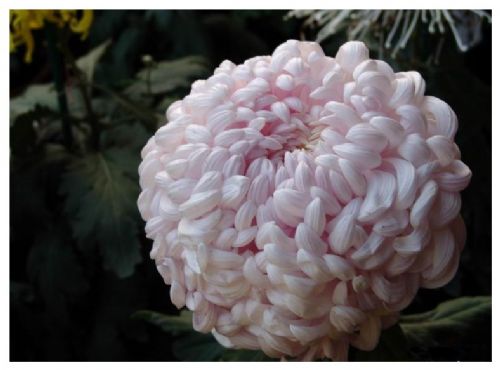 上海世紀公園看菊花圖片