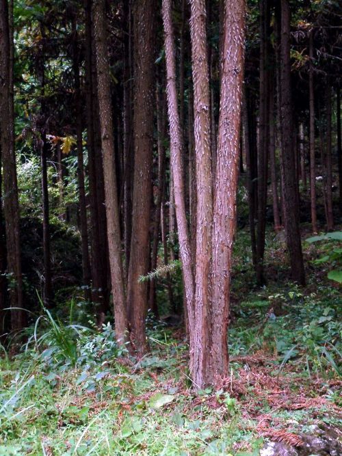 山清水秀神仙居圖片