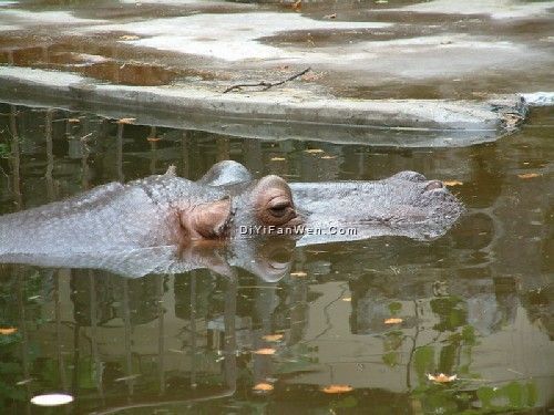 上海動物園圖片