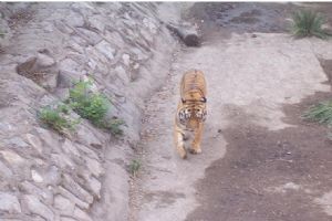 北京動物園組圖（2）圖片