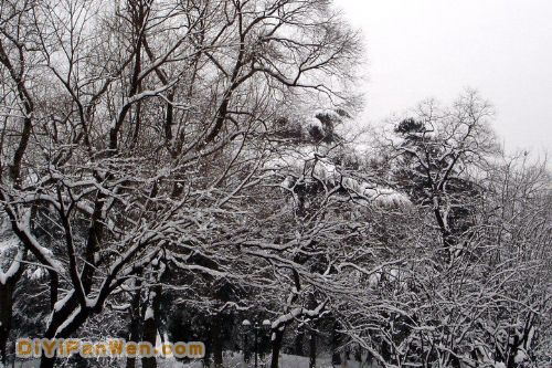 南京連日雪紛紛圖片
