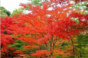 香山紅葉圖片