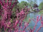 西湖蘇堤春曉（舊十景）