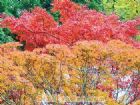 秋日登廬山看滿山紅葉
