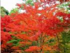 香山紅葉