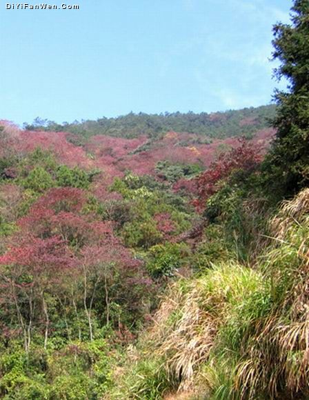 廣東從化石門紅葉美景圖片