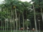 西雙版納熱帶植物園