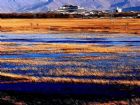西藏拉魯濕地