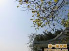 菽莊花園風景