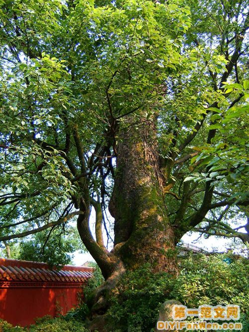 南嶽廟圖片