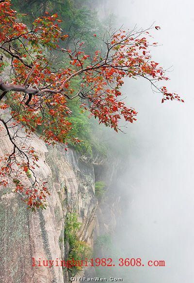 大霧嶺圖片