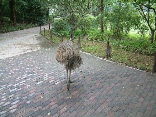 上海動物園圖片