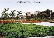 金花茶公園圖片