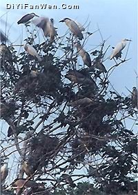 界牌鎮河口村鷺鳥栖息地圖片