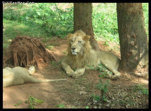 海南東山湖熱帶野生動物園圖片