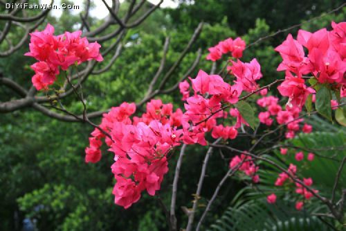 洛帶古鎮圖片