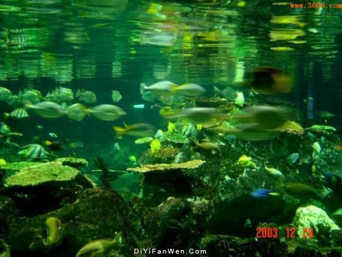 香港海洋公園圖片