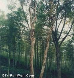 盆山度假村圖片