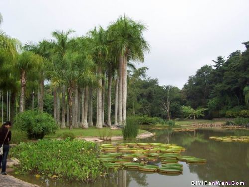 熱帶植物園圖片