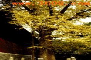 北京臥佛寺（組圖）圖片