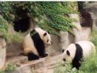 北京動物園組圖（1）