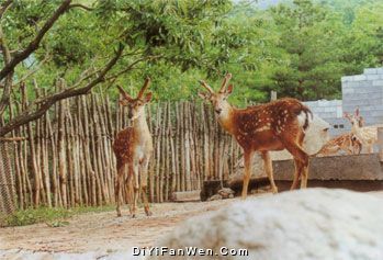 蒙山國家森林公園圖片