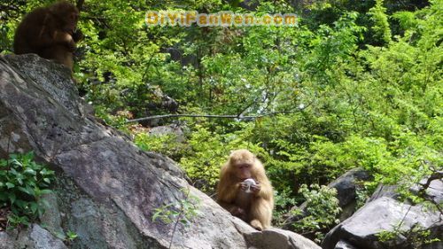 黃山猴谷圖片