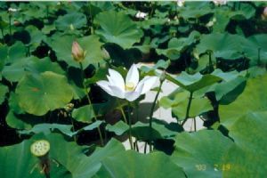北京市植物園組圖（2）圖片
