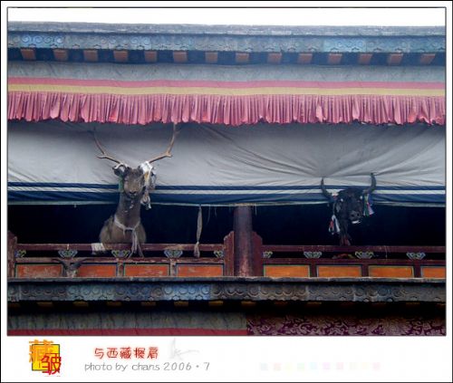 甘南風光圖片