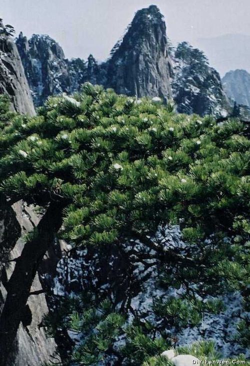 始信峰圖片