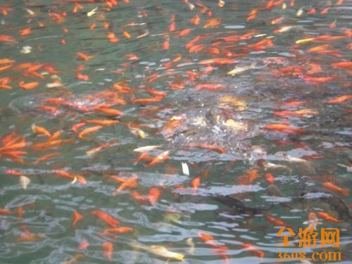 五龍潭的鯉魚圖片