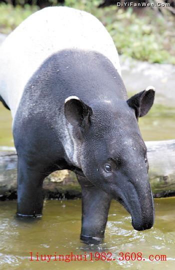 香江野生動物世界圖片